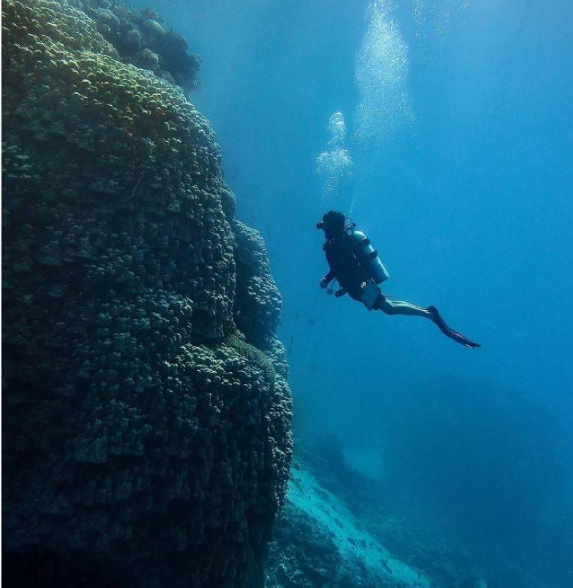 يبلغ ارتفاعها أكثر من 10 أمتار... المملكة تُعلن اكتشاف مستعمرة مرجانية ضخمة بالبحر الأحمر تعود لـ600 عام