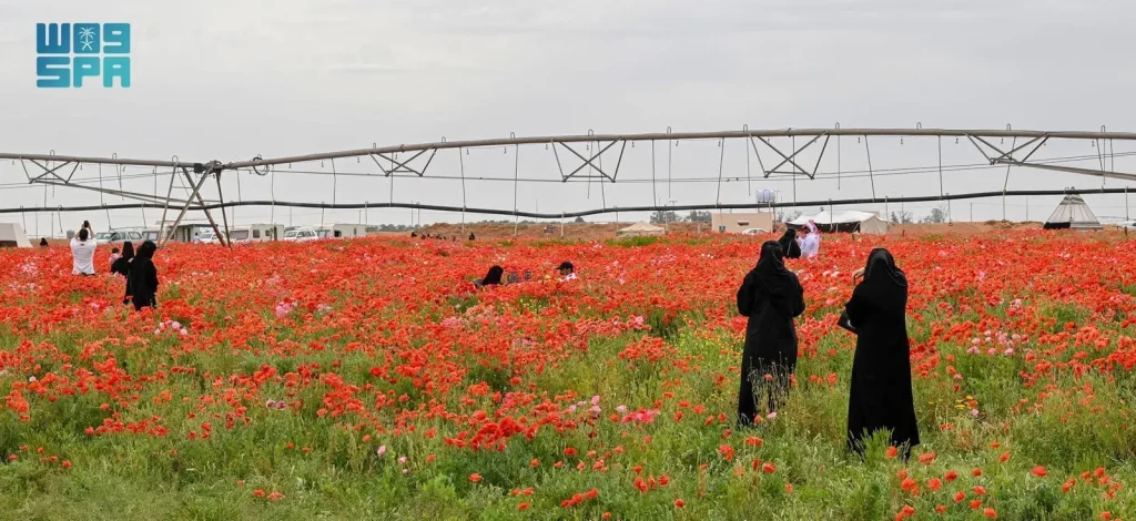 محمية الدحيدان في حائل