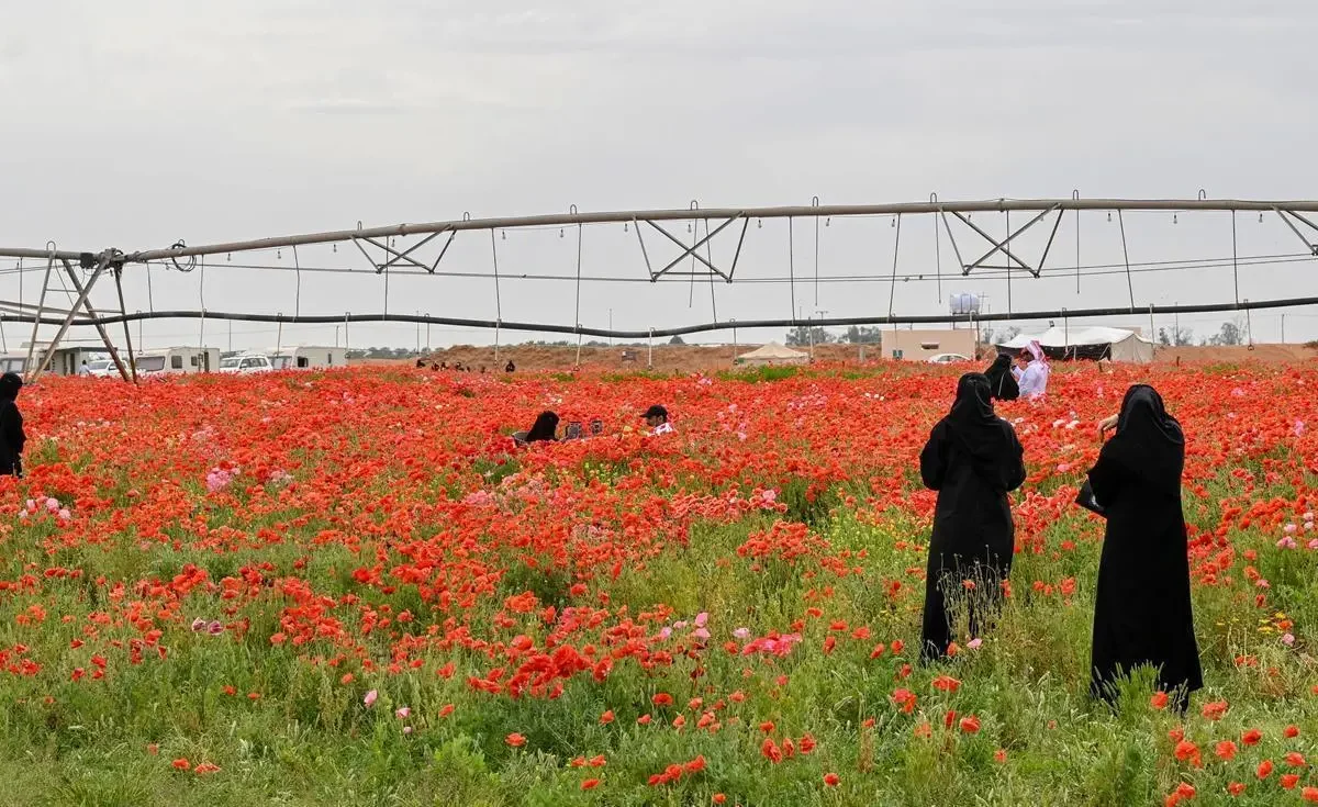 محمية الدحيدان في حائل